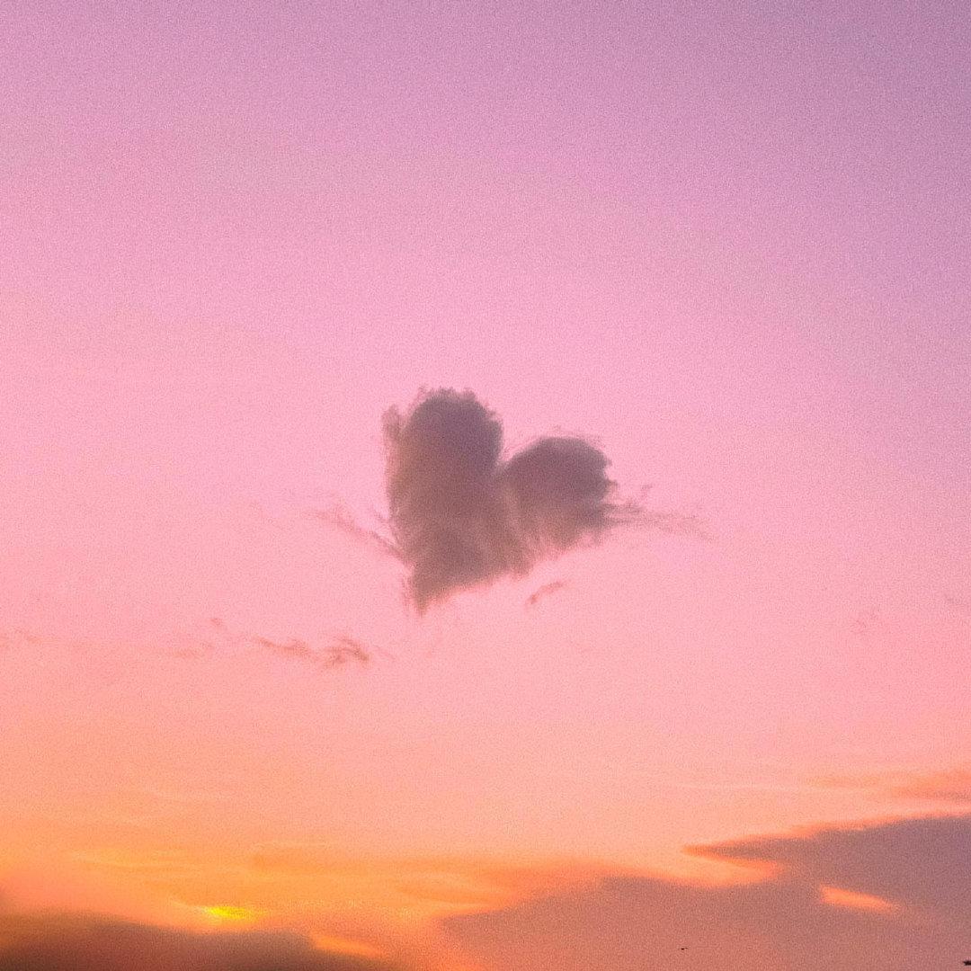 你是我的玫瑰花