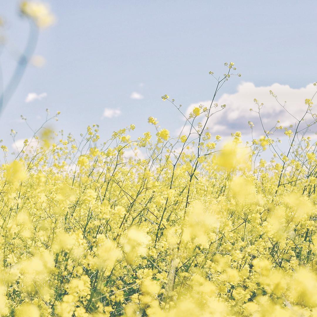Late Spring Story