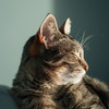 Guarida de música de gatos - Oasis De Retiro Tranquilo Para Gatos
