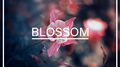 Blossom专辑
