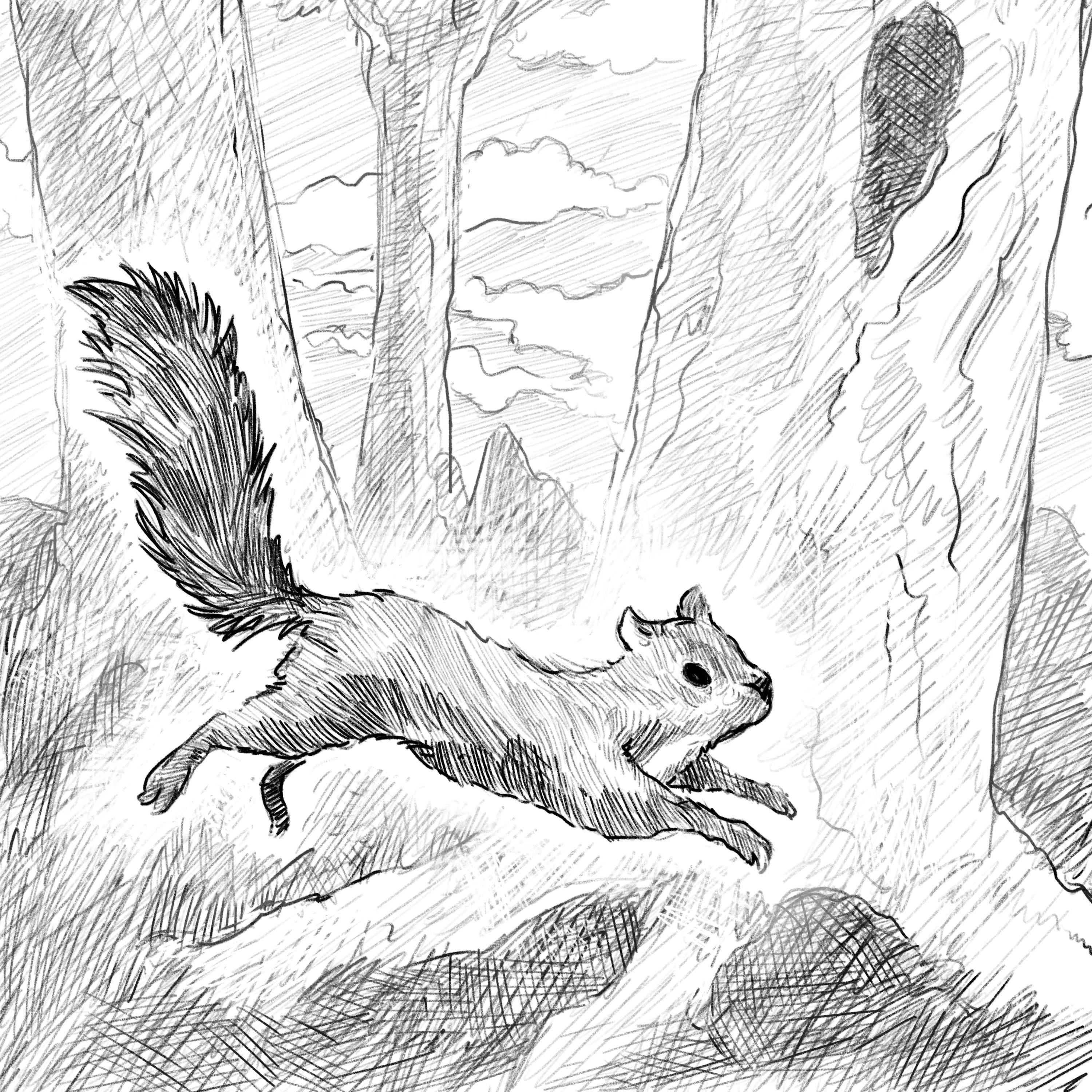 Squirrel