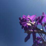 Bloom EP