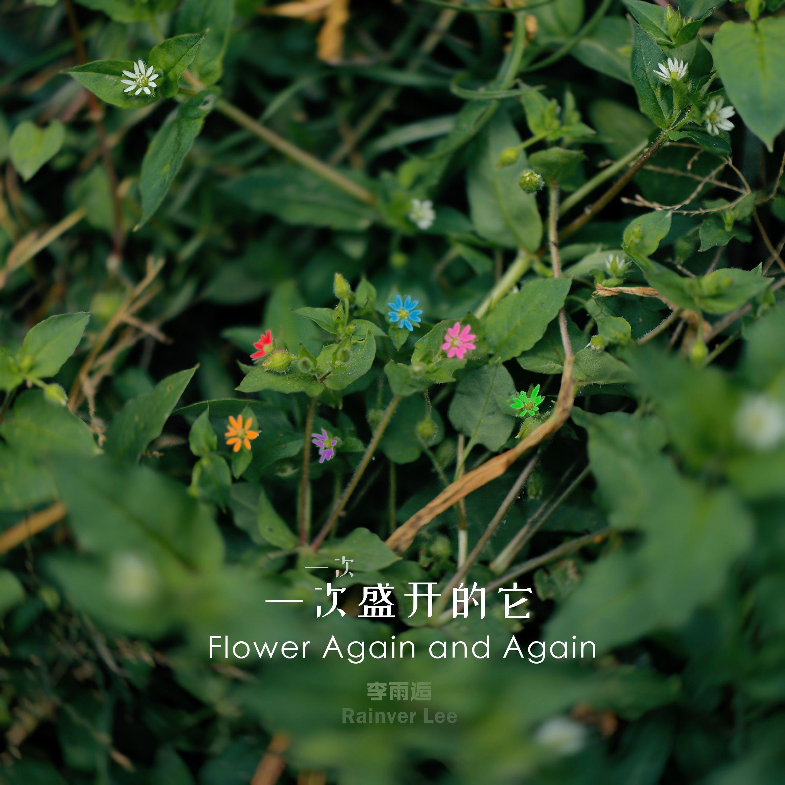 一次一次盛开的它