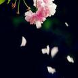 花谢花落