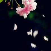 花谢花落