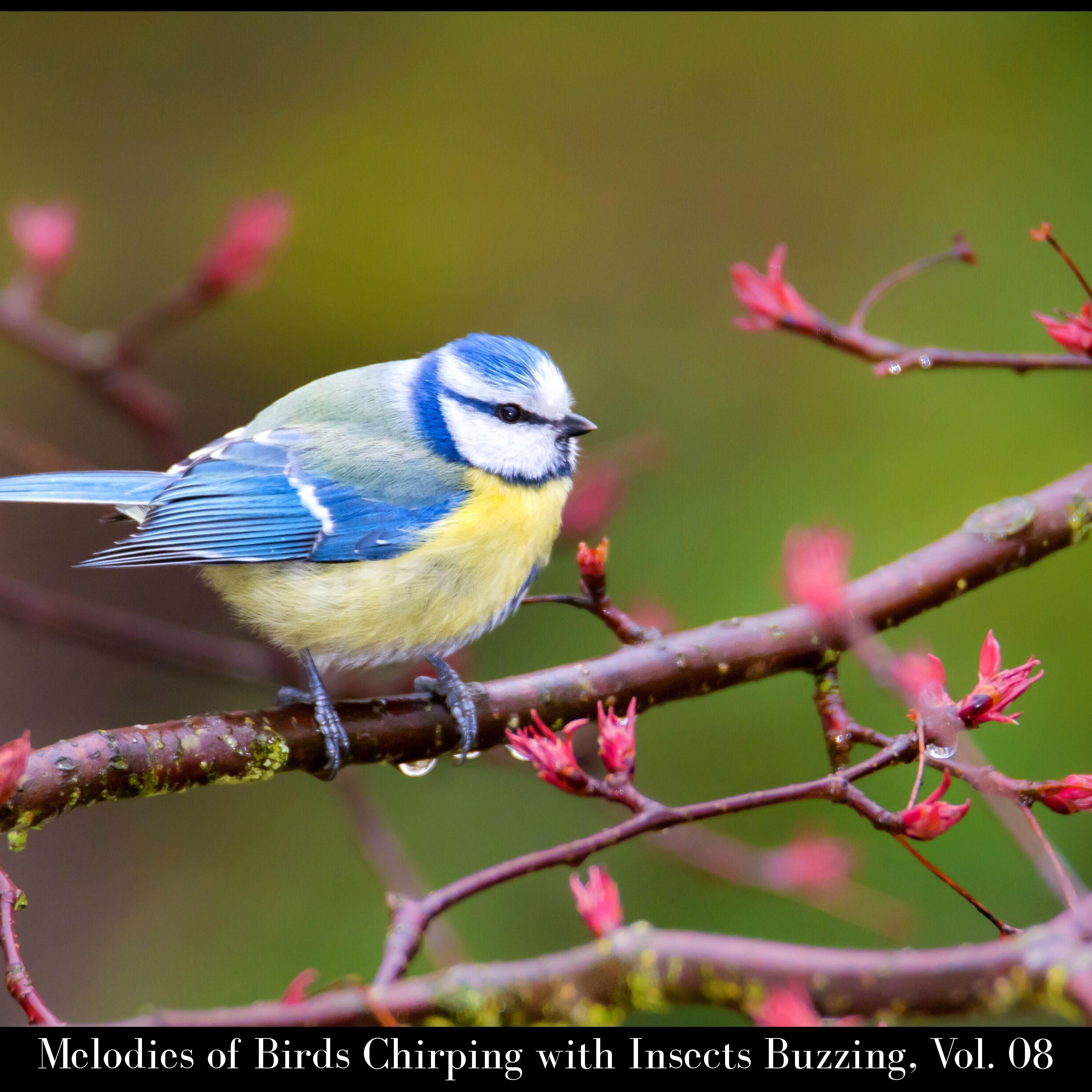 Yanlin Tung Nature - Melodious Woodpecker Drum Echo