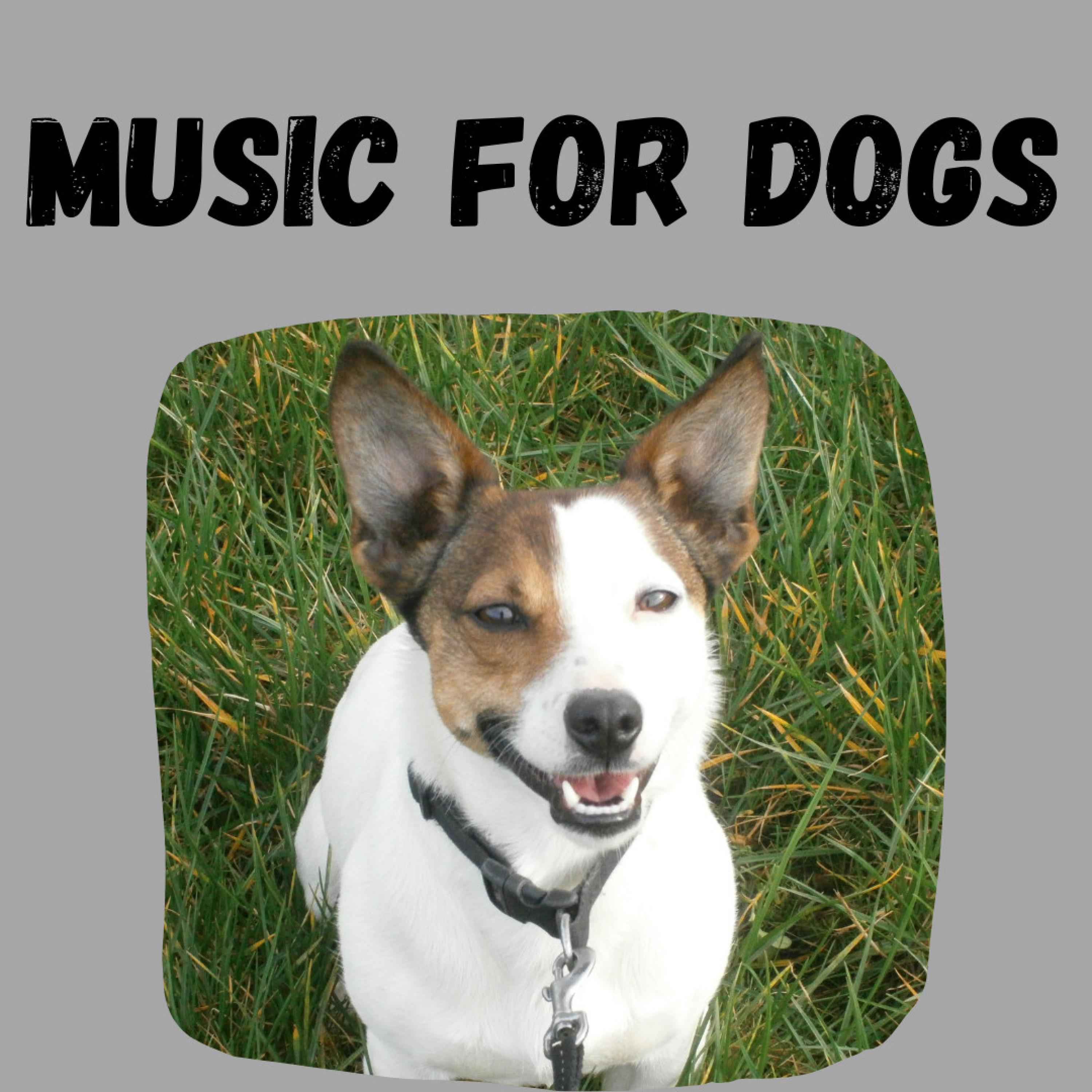 Music For Dogs - Bark to Bed