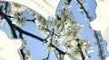 spring专辑