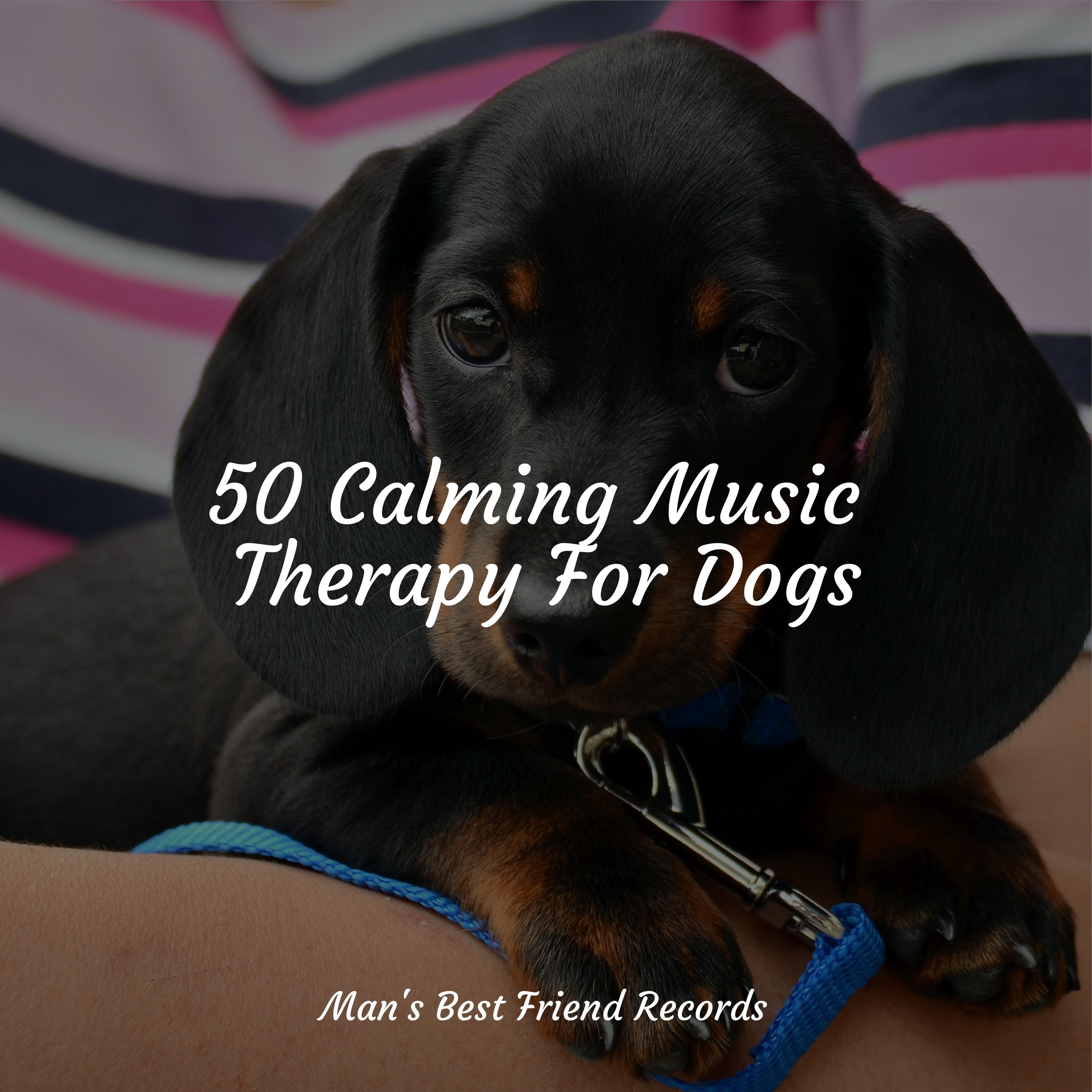 Calming Music for Dogs - Ambience