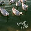 大大大大大象