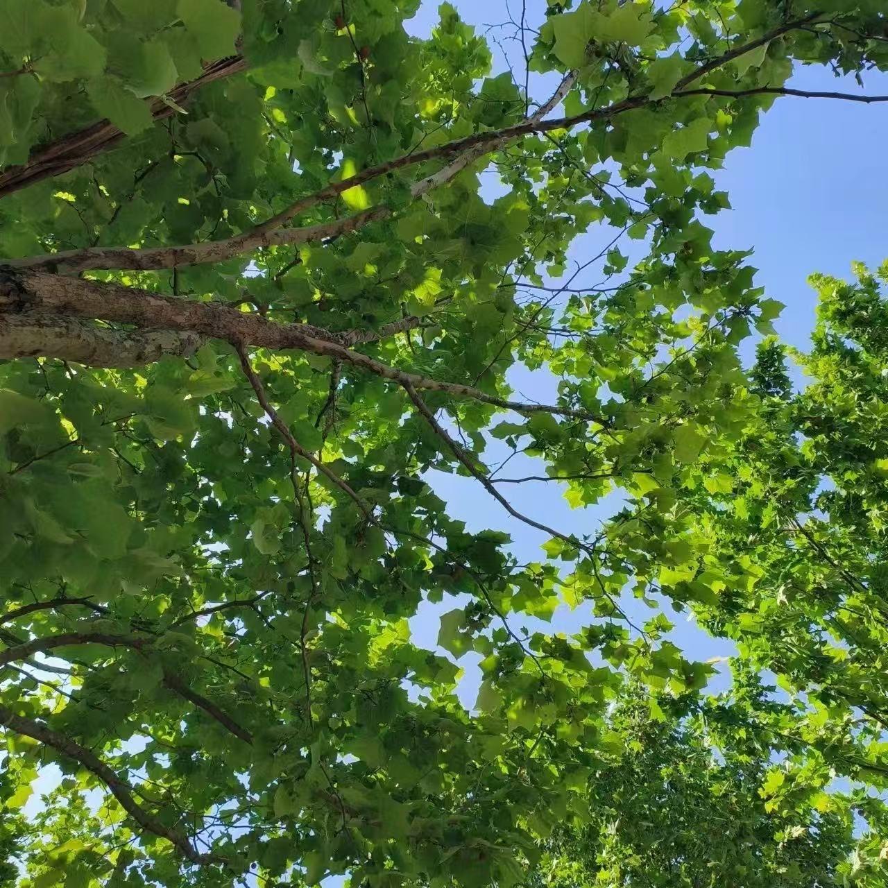 凌云自惜的天际之梦