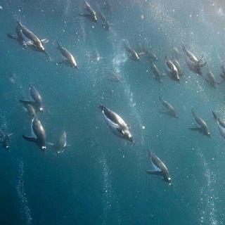 極 簡 潛 水 史 • 少 年