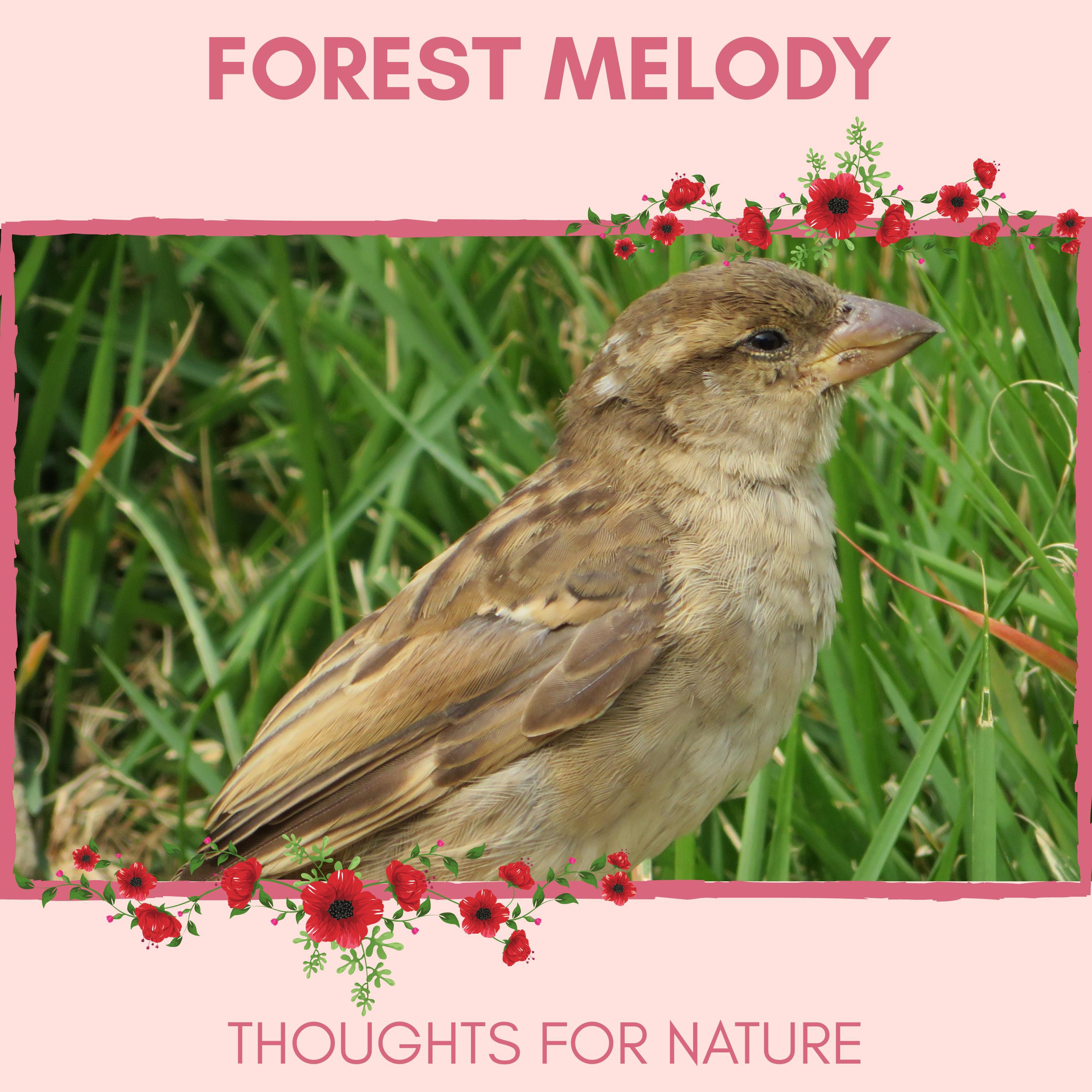 Windy Rain Nature Music - White - Brested Carolina Wren