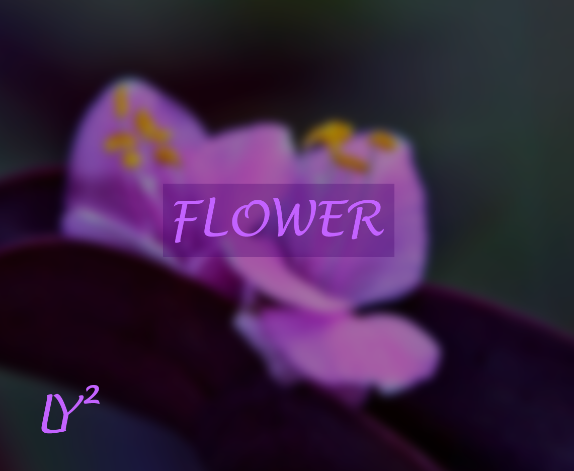 FLOWER专辑