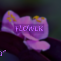 FLOWER