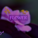 FLOWER专辑