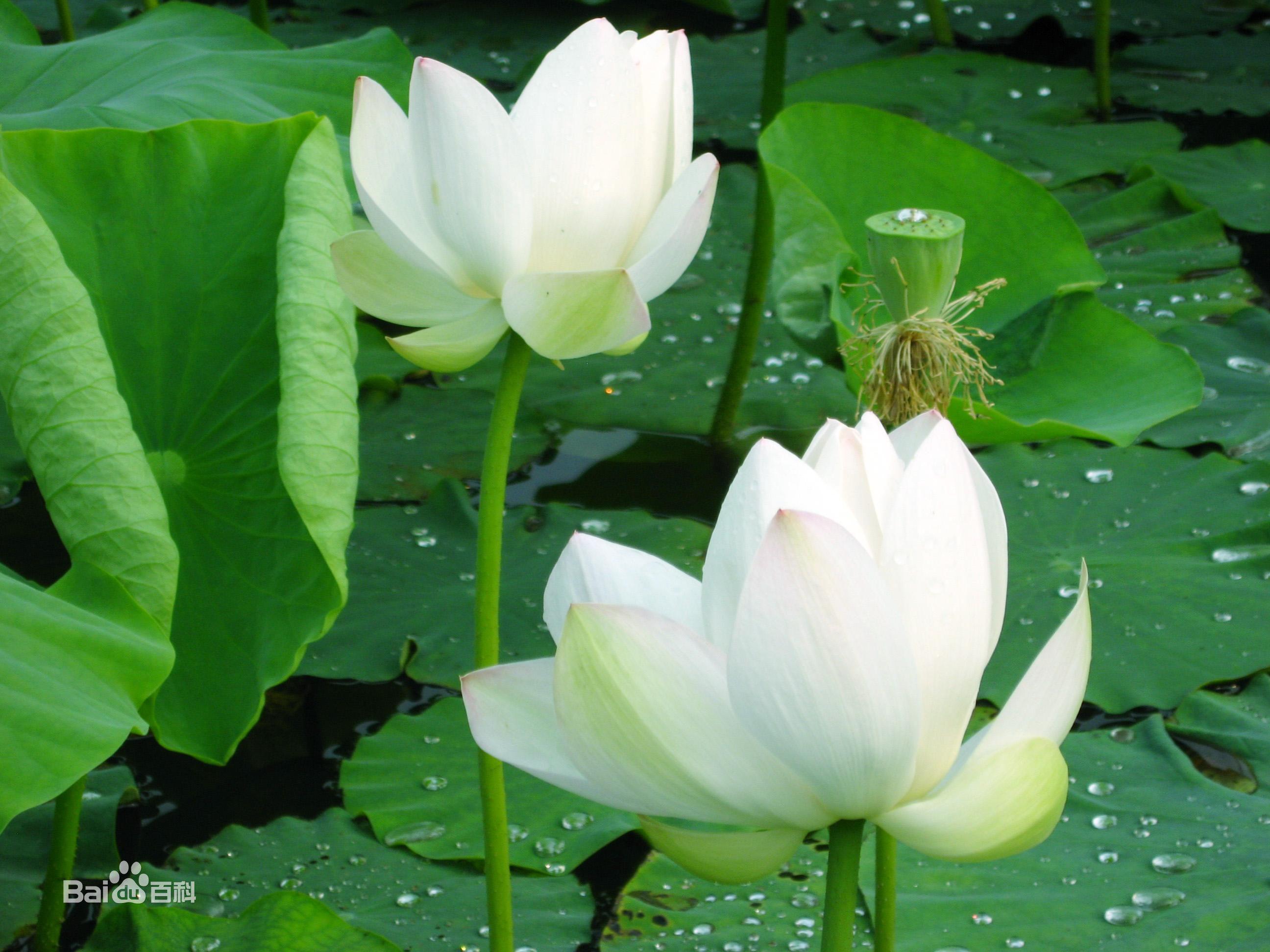 春风自在梨花专辑