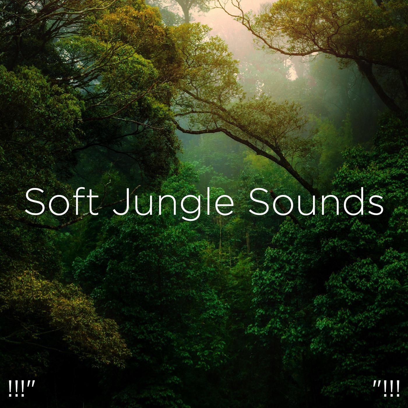 !!!" Soft Jungle Sounds "!!!
