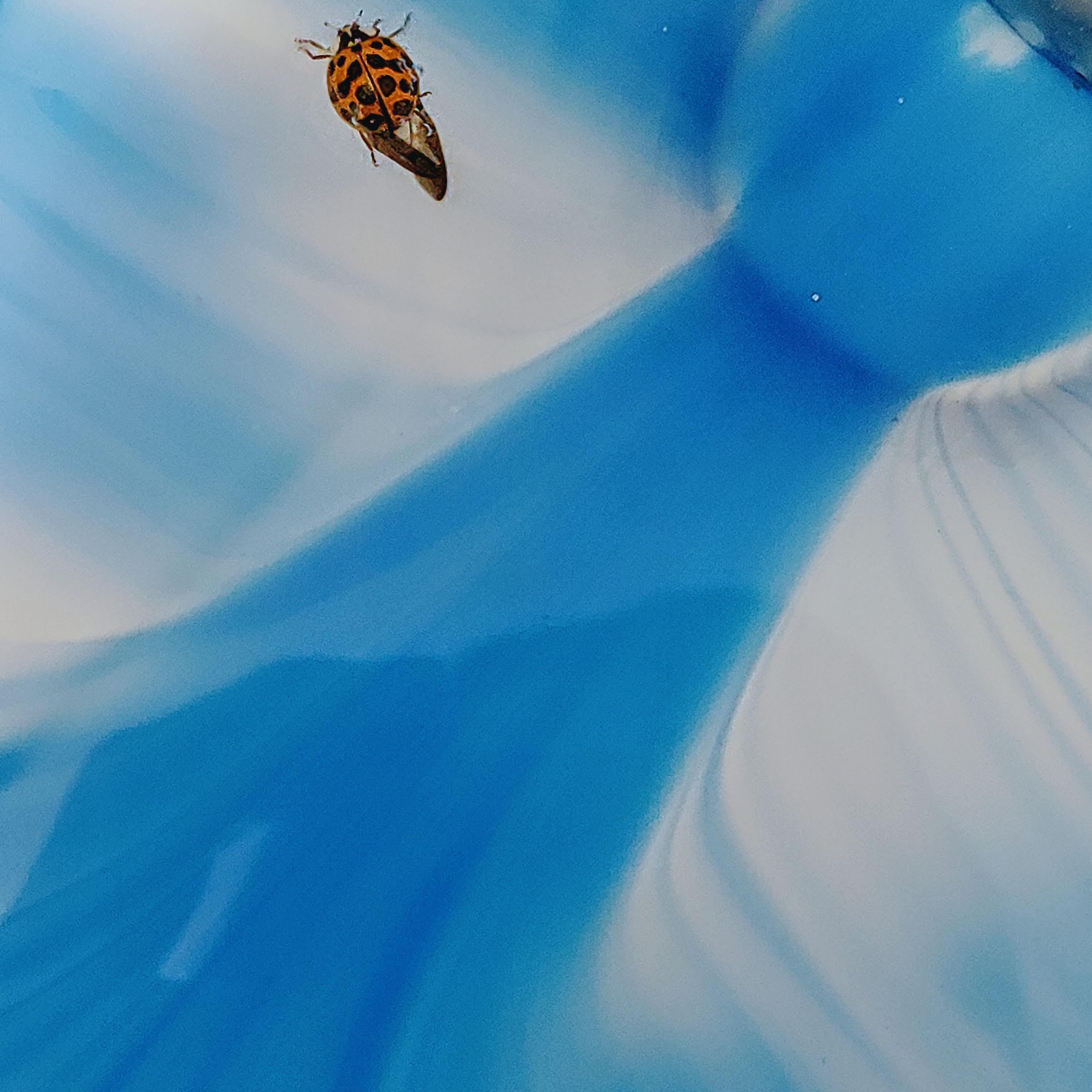 Buggin'!