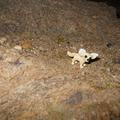 Bird Bones