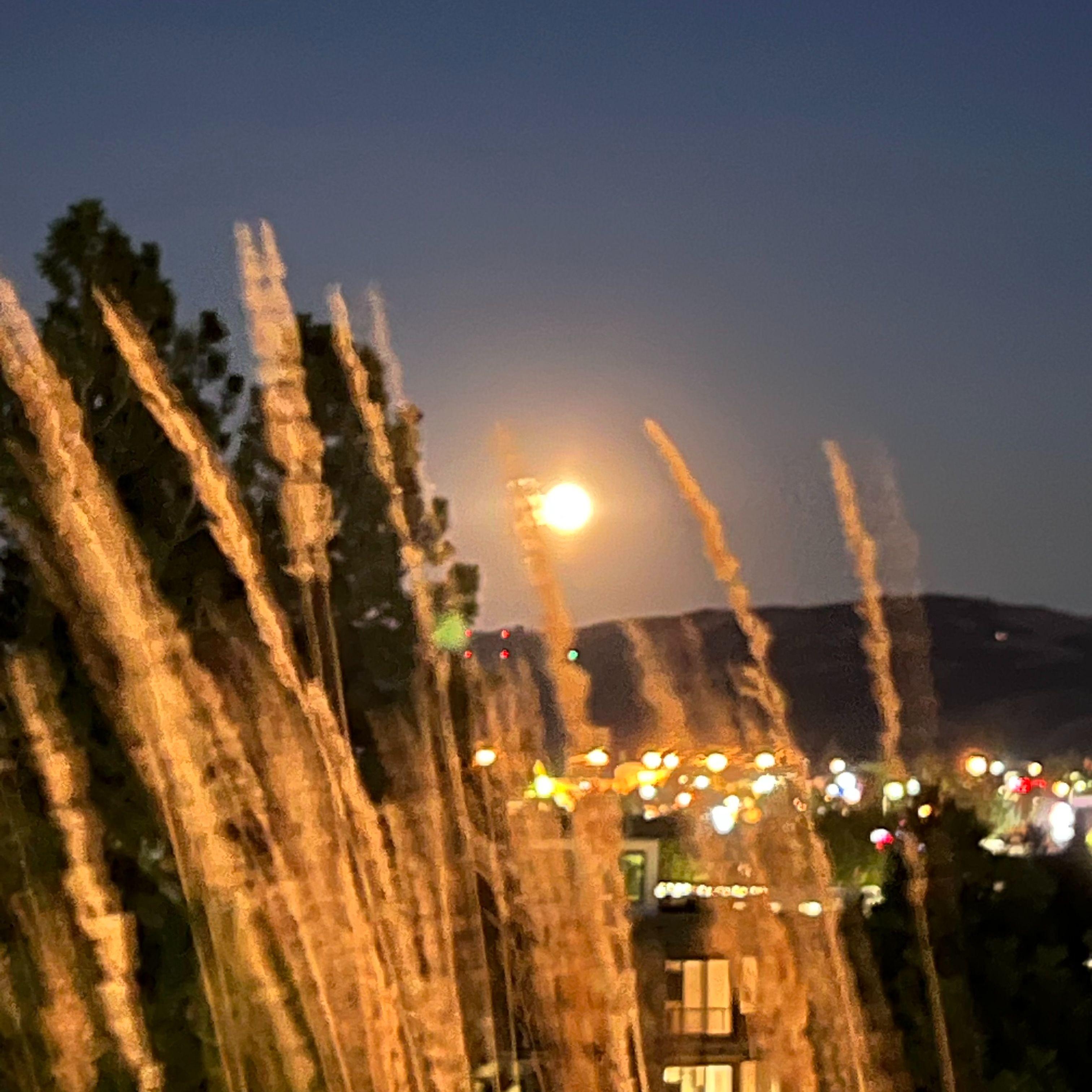 仲夏的夜