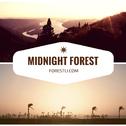 Midnight Forest