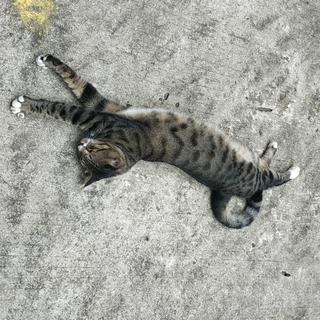 安睡白噪音，无琴声自然音，催眠助眠