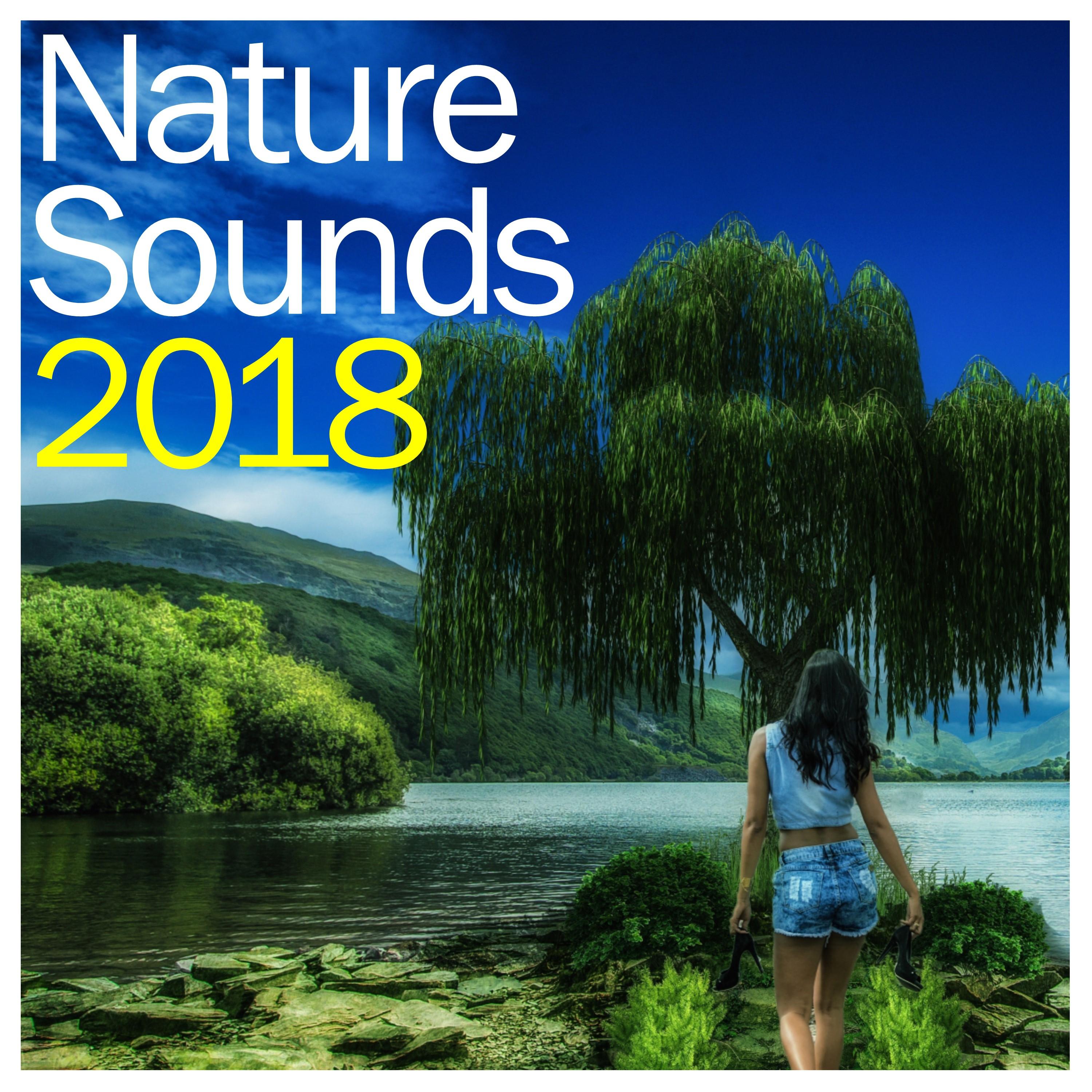 #15 Rain Sounds of Nature - Calming, Natural Ambient Sounds专辑