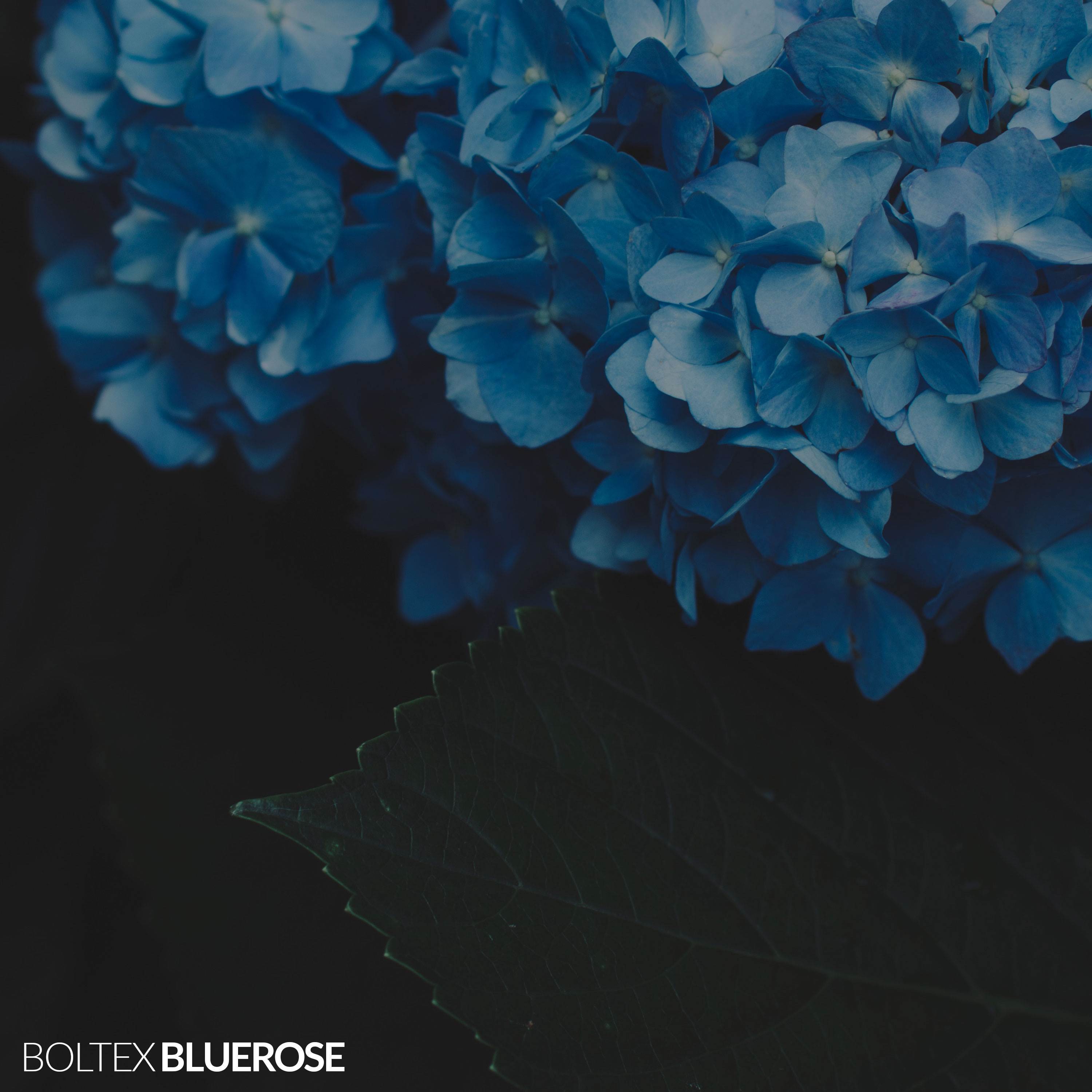 Bluerose
