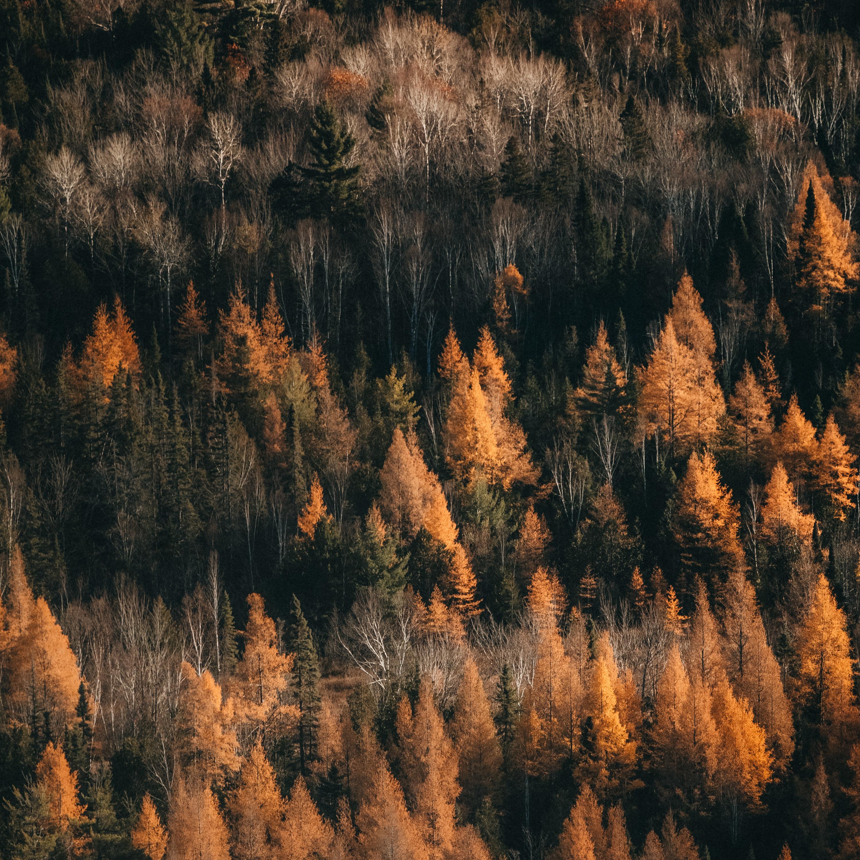 Deciduous Autumn Wind
