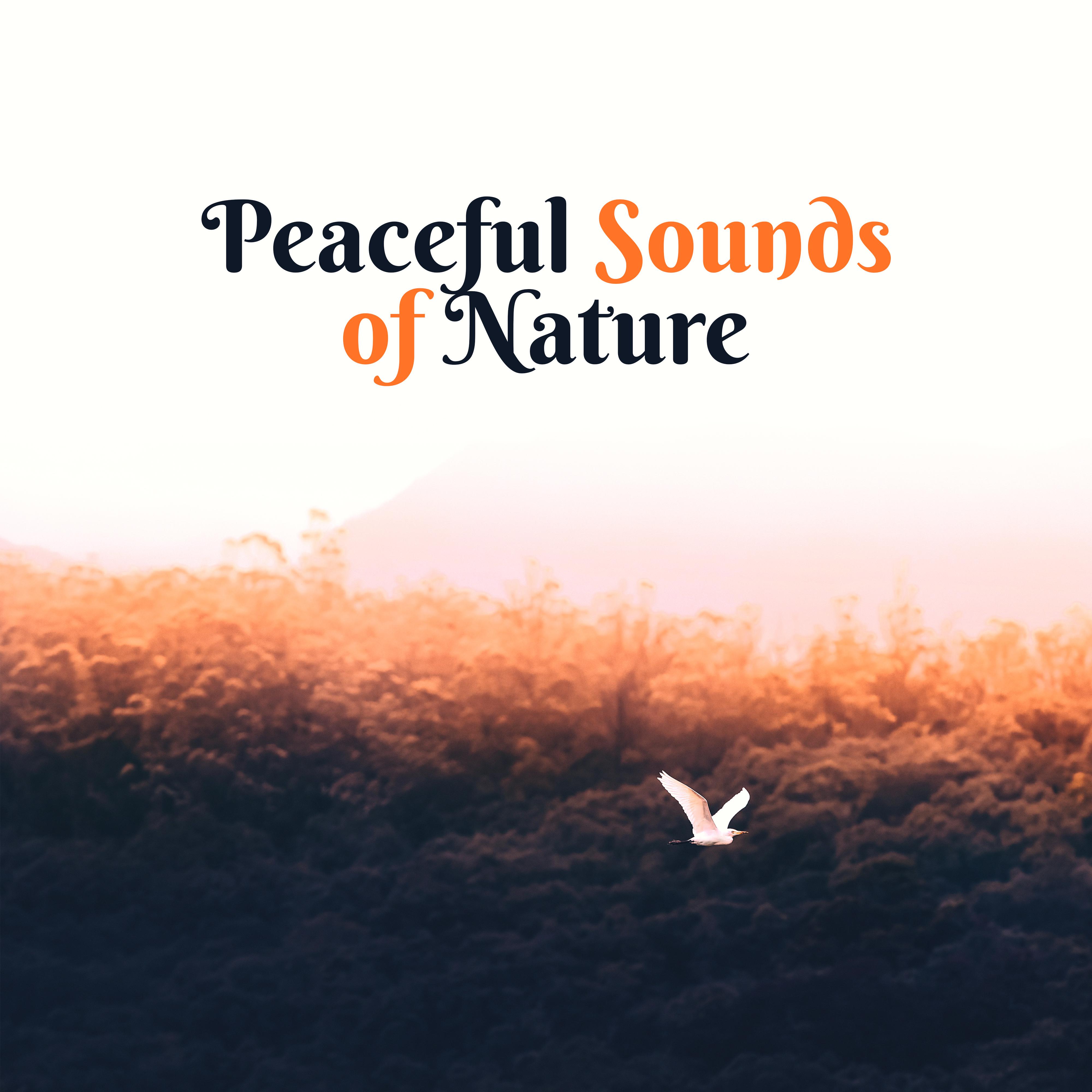 Peaceful Sounds of Nature – Easy Listening, Sounds to Calm Down, Relaxing Melodies, Nature Relaxatio专辑