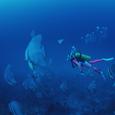 The Undersea World