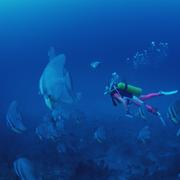 The Undersea World