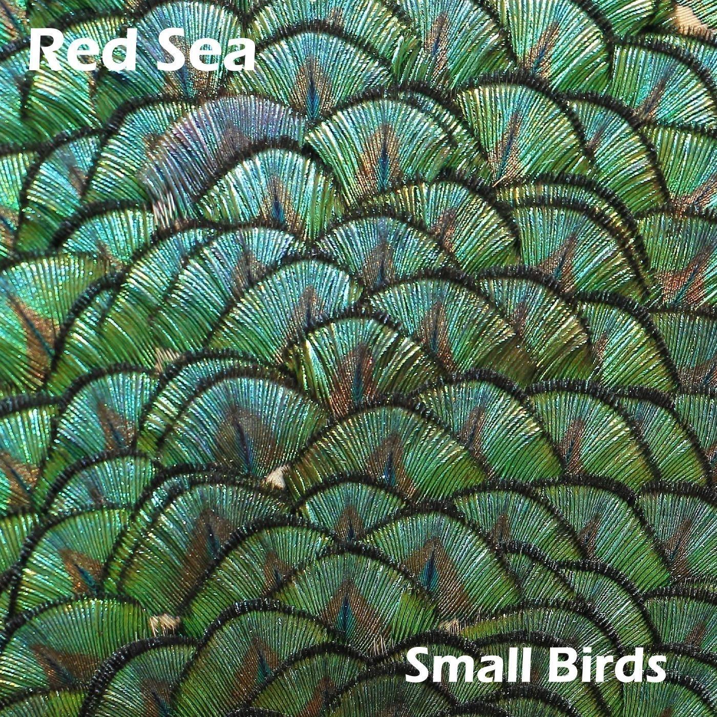Small Birds