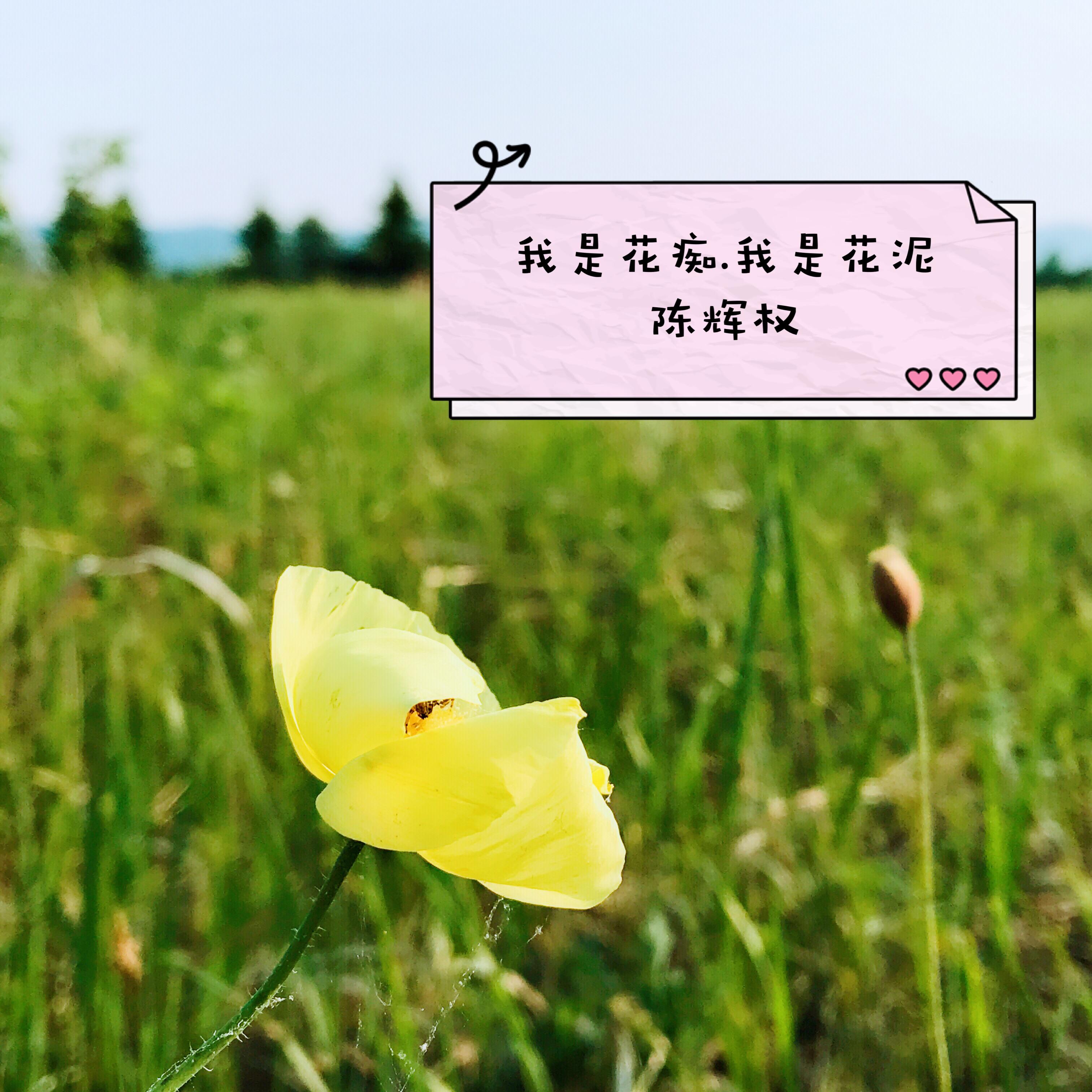 我是花痴,我是花泥专辑