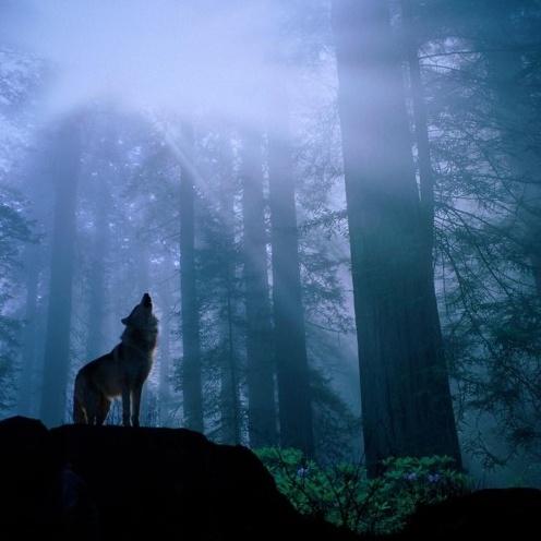 Lone Wolf Soldier (Prod. Sid White)