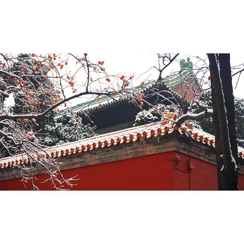 踏雪寻梅（圣诞快乐~）