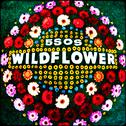 Wildflower专辑