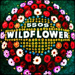 Wildflower （原版立体声带和声） （升8半音）