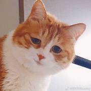 逐梦之音