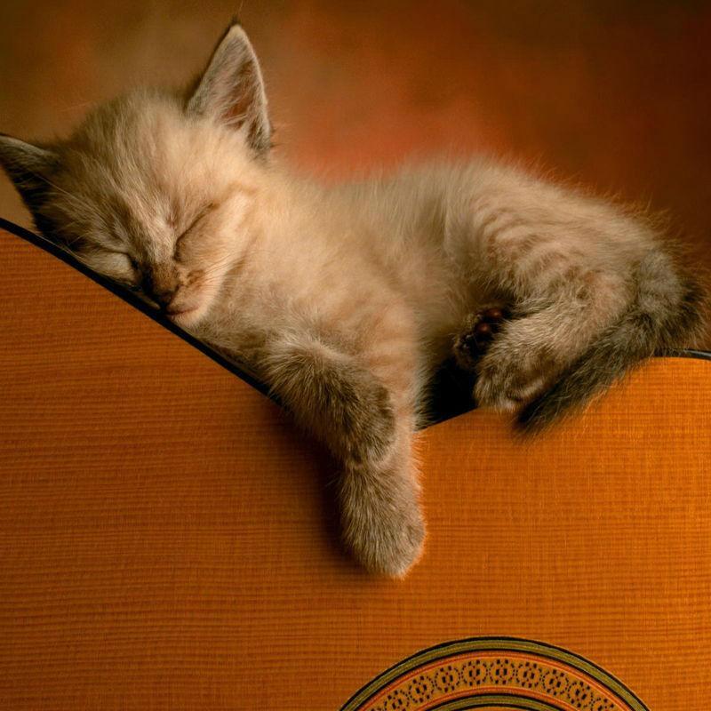 加州旅馆solo-木+电