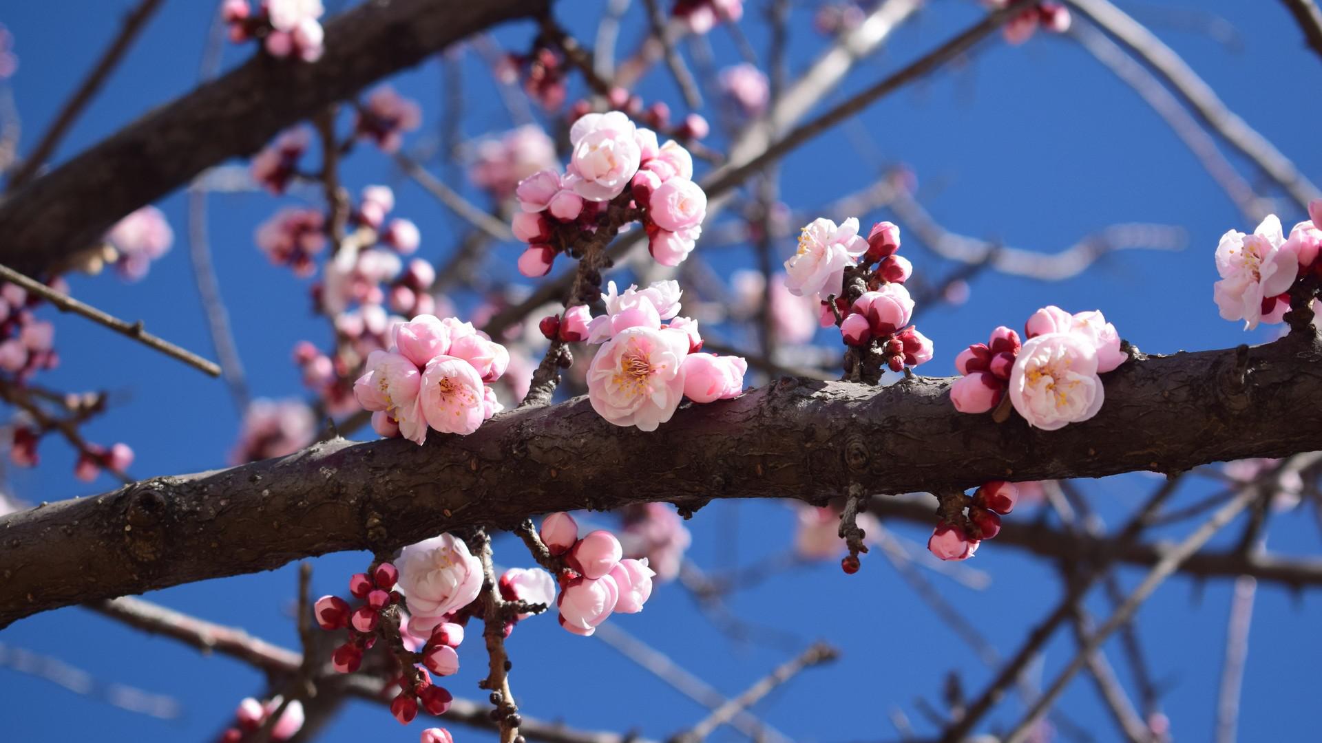 花为媒专辑