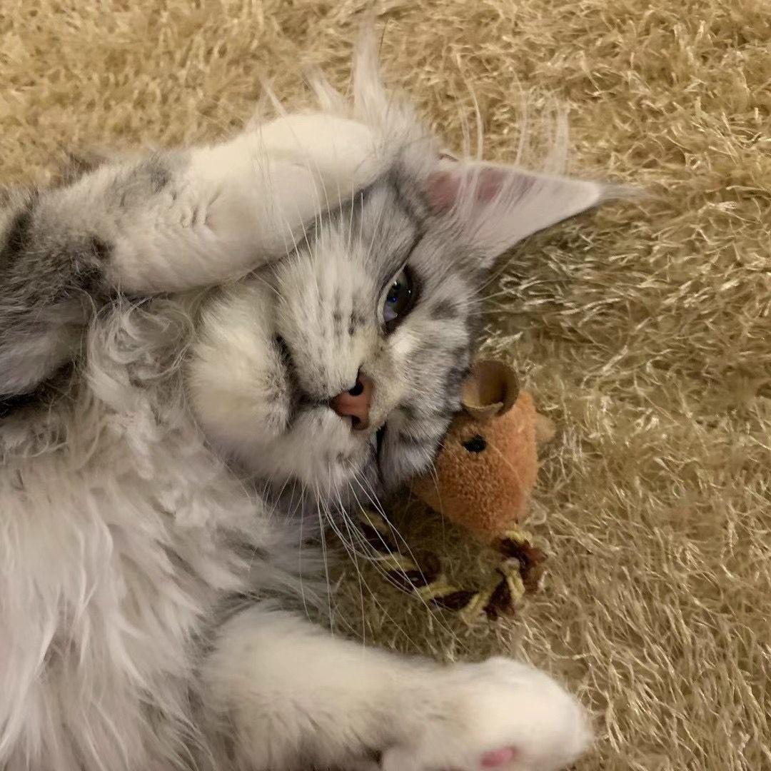 Soulsense TWH freestyle