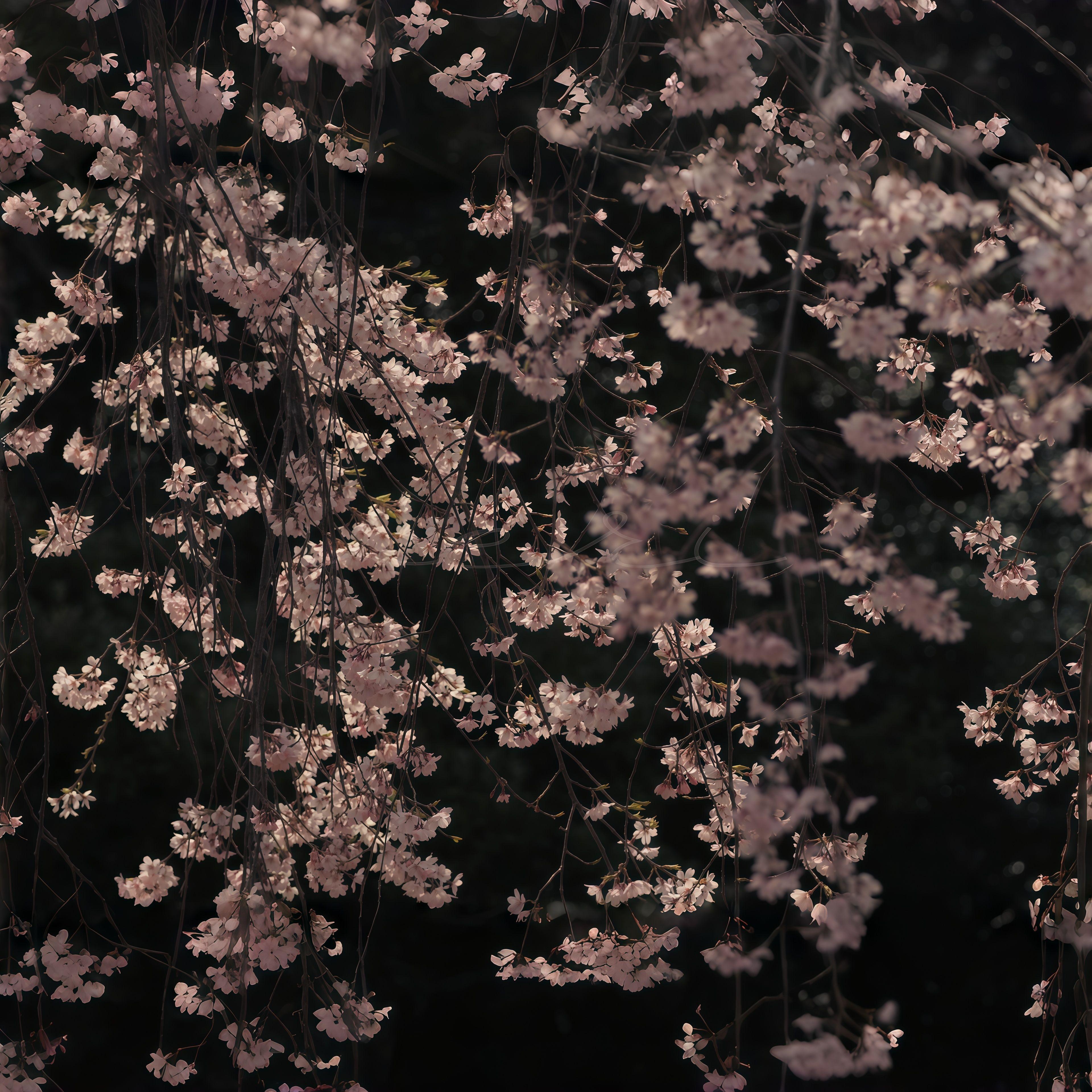 春瞬花约 ～ Fleeting Promise