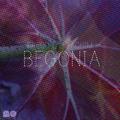 Begonia