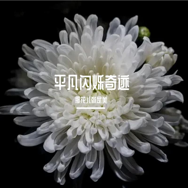 那花儿就是美 - 最美黄昏