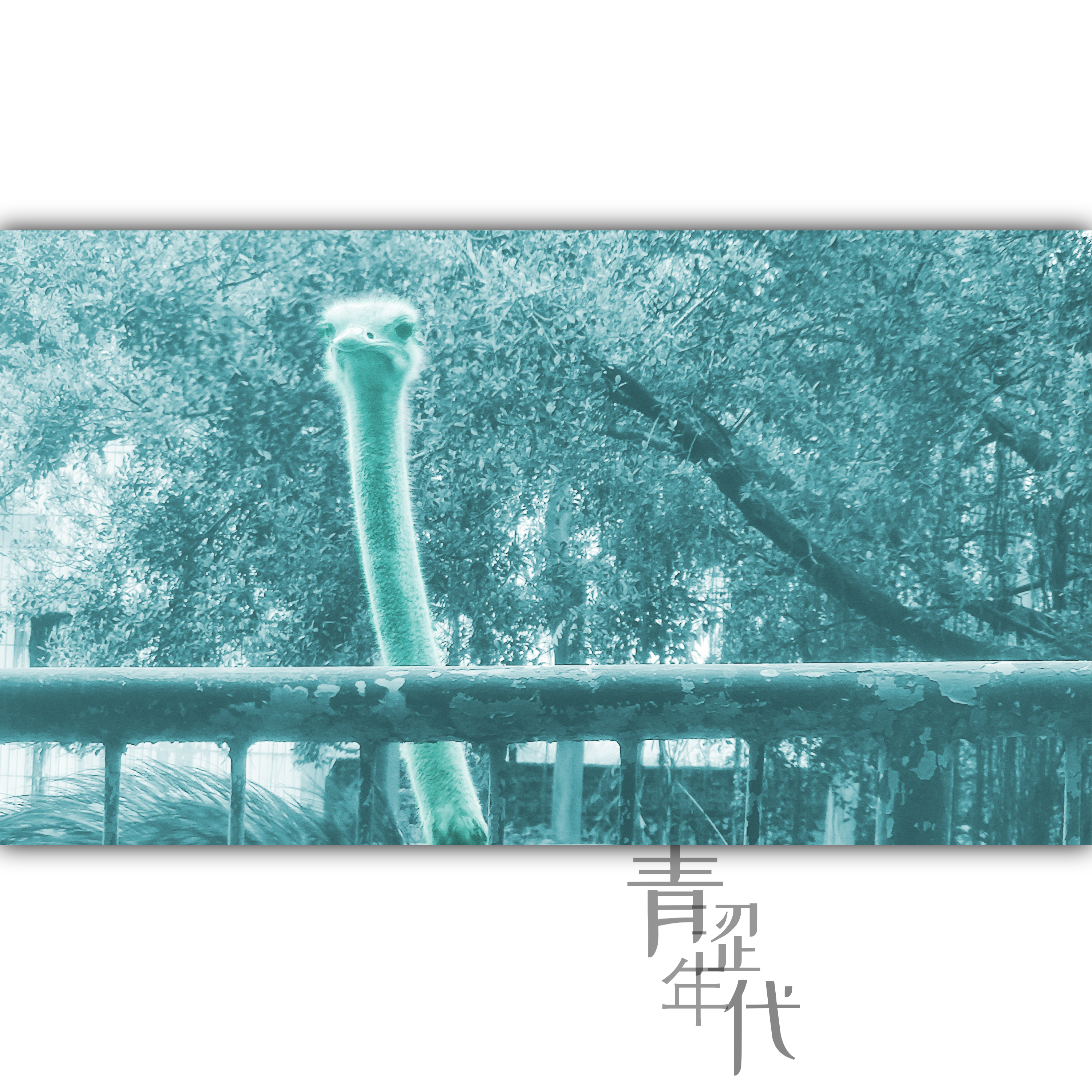 青涩年代