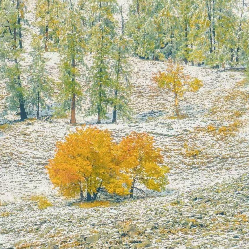 thick hoarfrost in winter