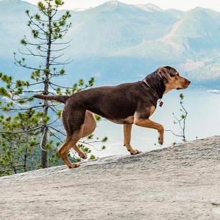 A Dog’s Way Home (2019) 一条狗的回家路