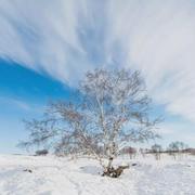 塞上雪